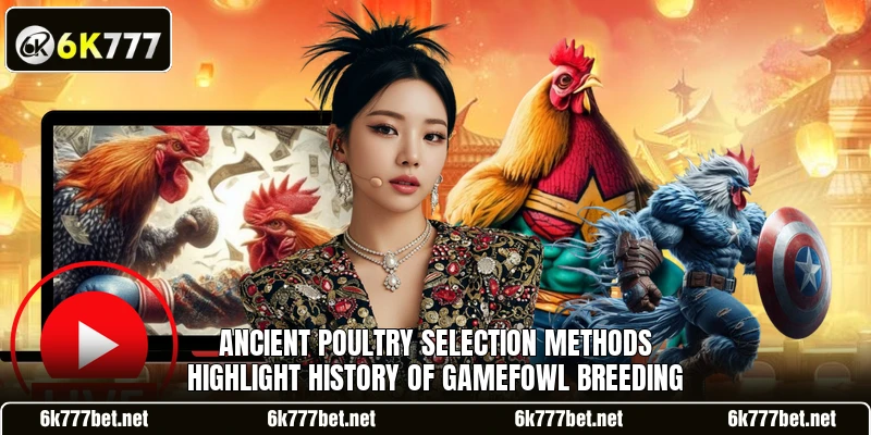 Ancient poultry selection methods highlight history of gamefowl breeding Ancient poultry selection methods highlight history of gamefowl breeding